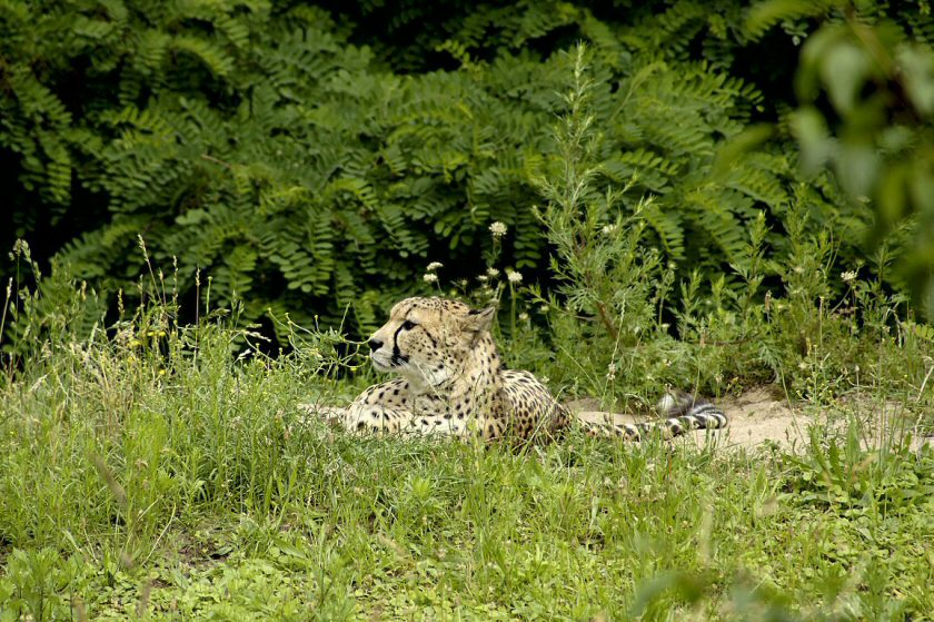 Gepard (ZO)