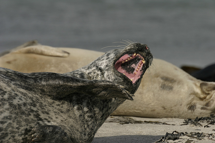 Seehunde auf Helgoland ND