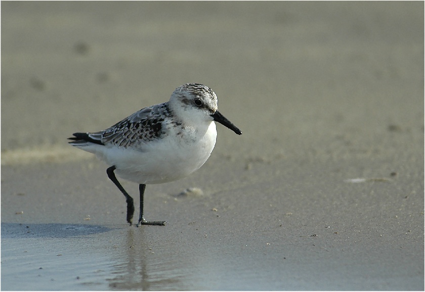 Sanderling am Strand von Ameland ND