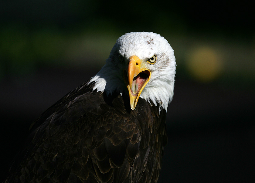 Weißkopfseeadler