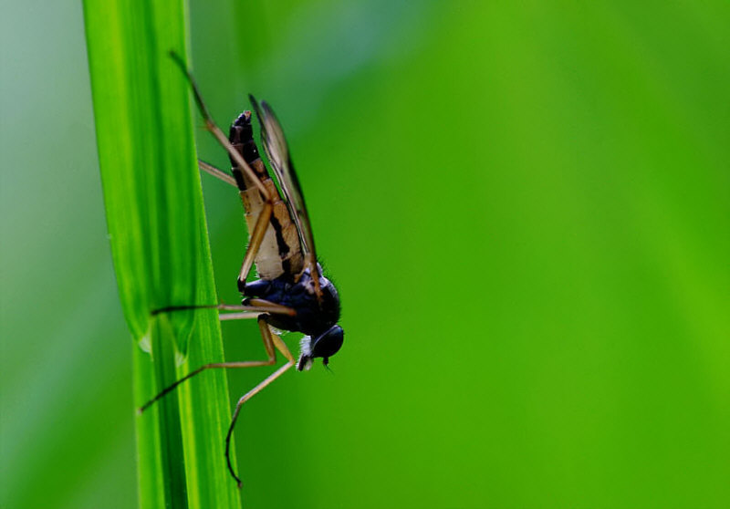 Stilettfliege