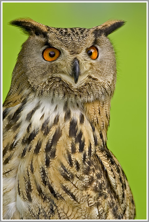 Uhu (Bubo bubo)