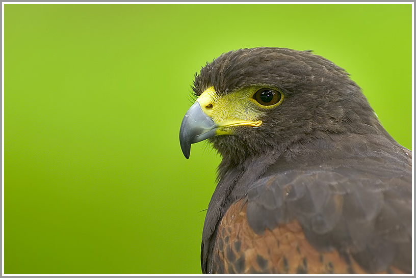 Wüstenbussard (Parabuteo unicinctus)