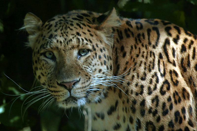 Sibirischer Leopard