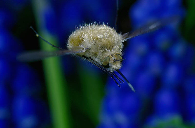 Wollschweber im Flug