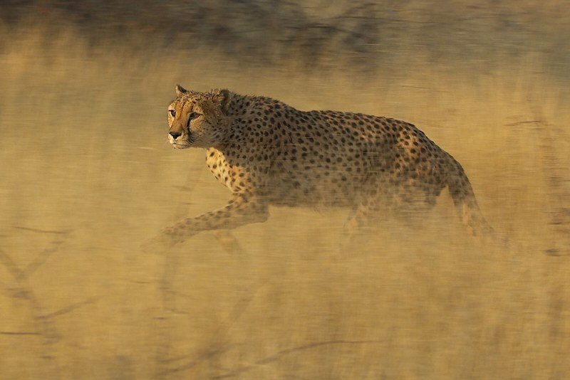 Gepard ND