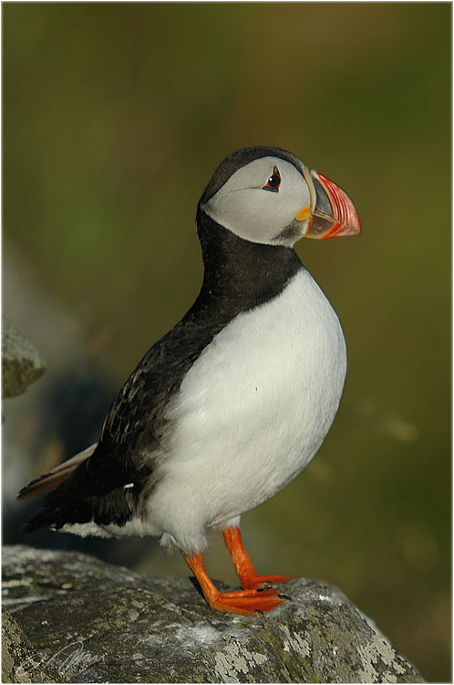 Papageientaucher ND