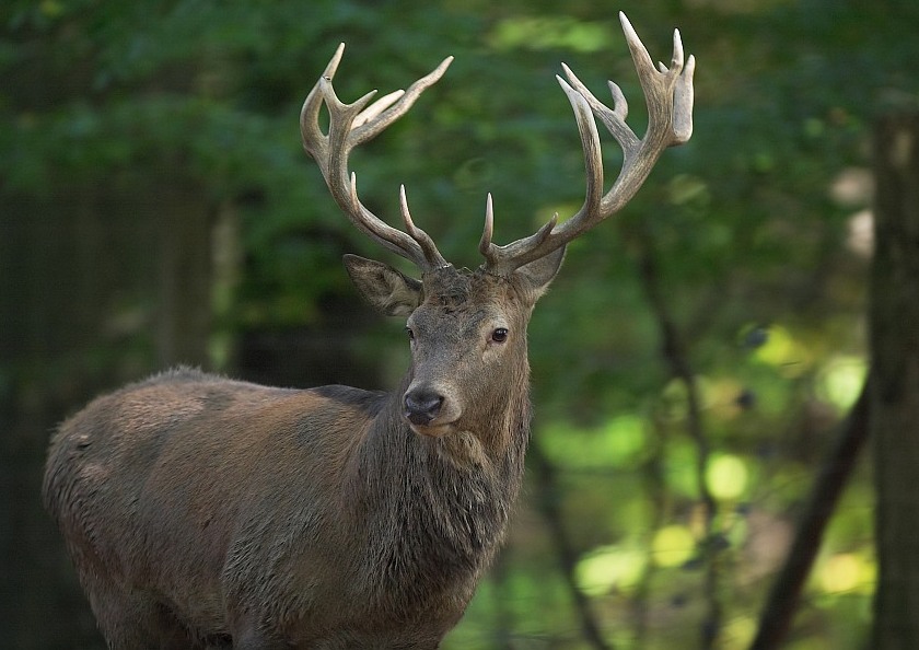 Cervus Elaphus, Rothirsch (ZO)