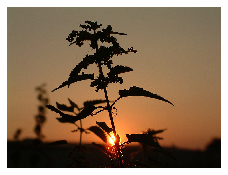 im letzten Abendlicht