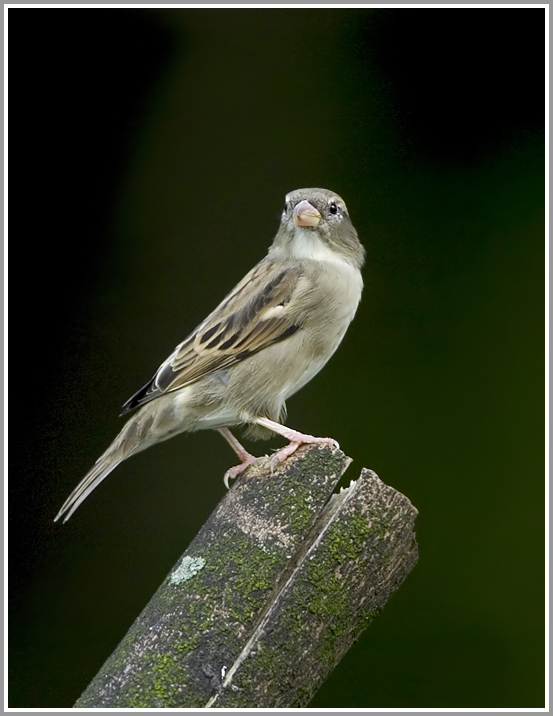 Haussperling (Passer domesticus)