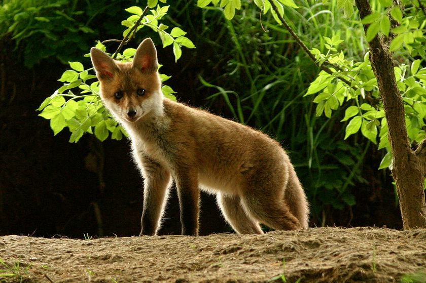 Jungfuchs - ND