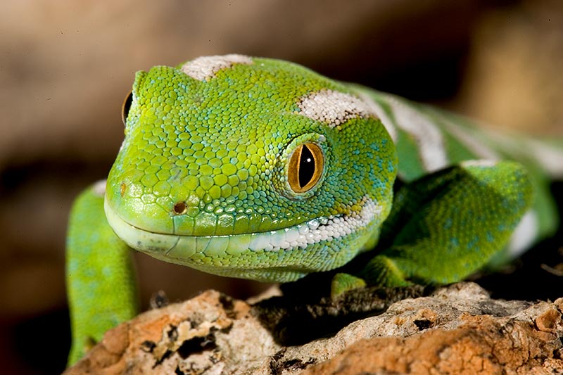 naultinus grayii - Neuseeland Gecko ZO