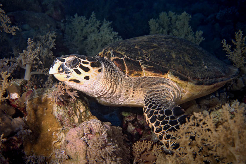 Echte Karetschildkröte (ND)