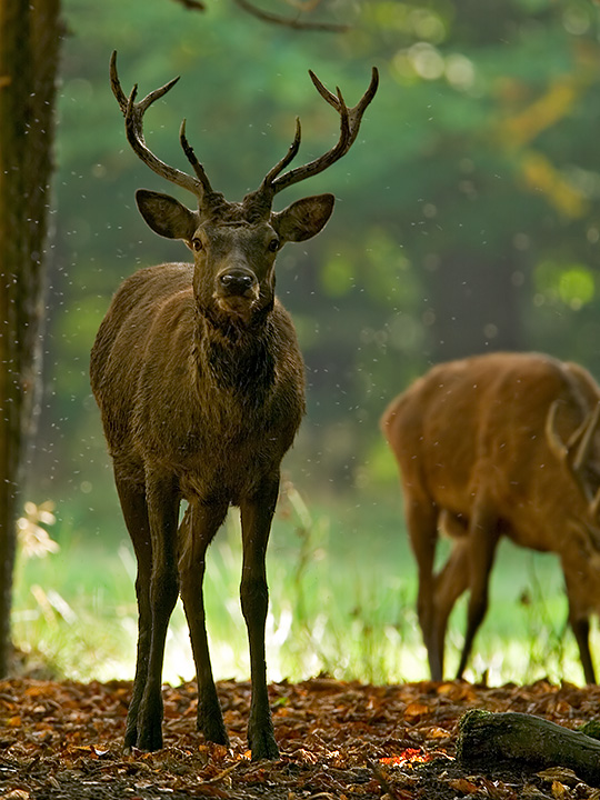 Hirsch [ZO]