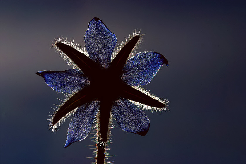 Dunkelblüte.....                  KD