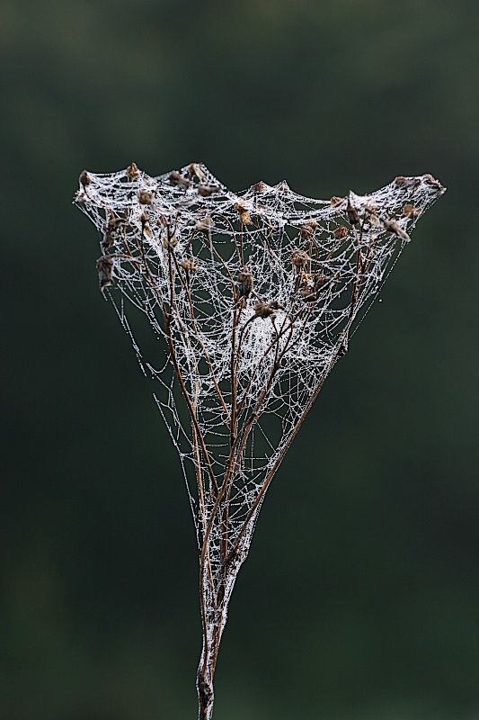 Spinnennetz am Morgen [ND]