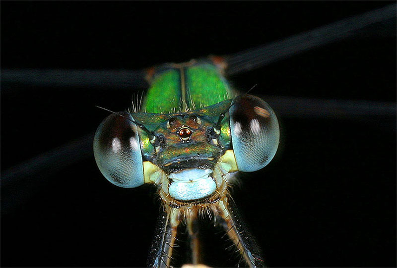 Libellen Augen