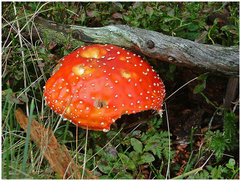 Fliegenpilz (Amanita muscaria)  ND