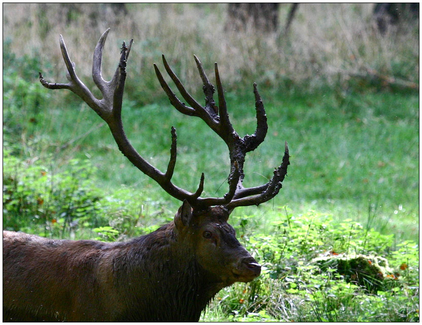 Hirsch ZO