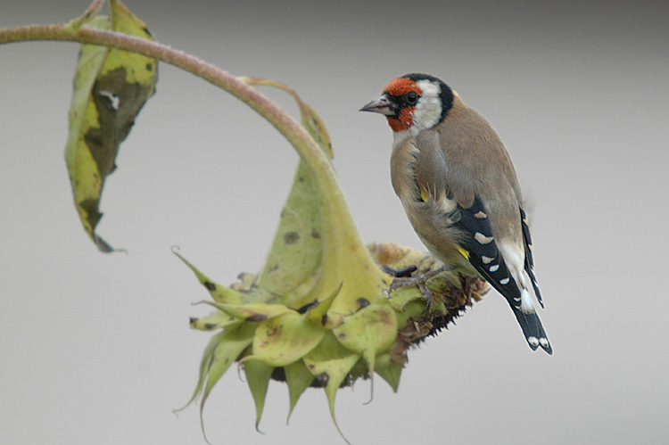Stieglitz (Carduelis carduelis) ND