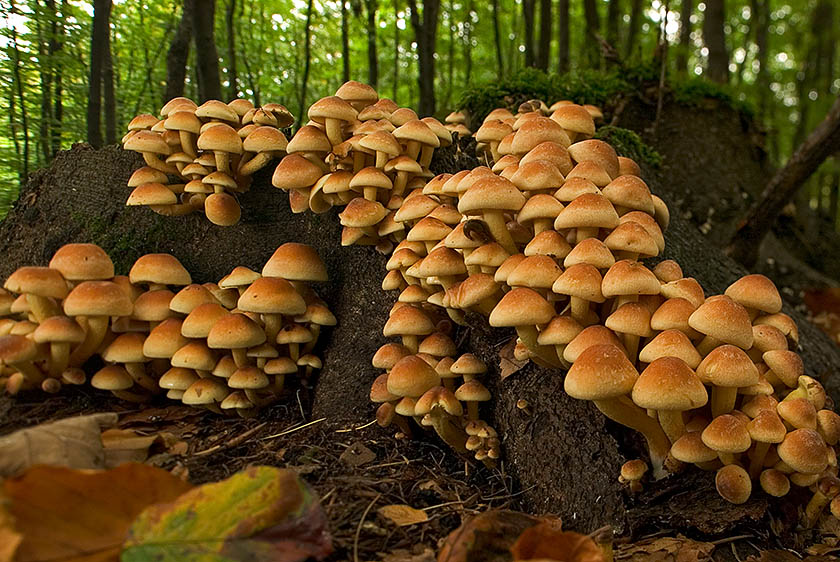 Waldlandschaft [ND]