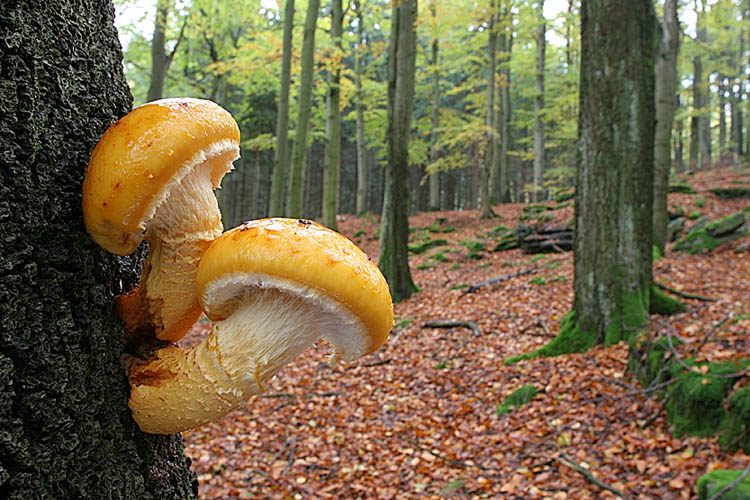 Schleimiger Schüppling? ND