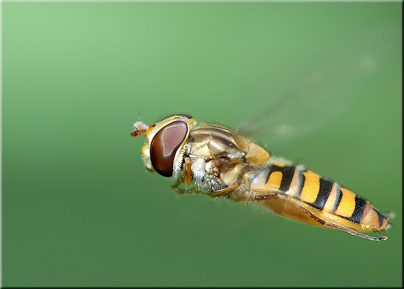 Winterschwebfliege ND