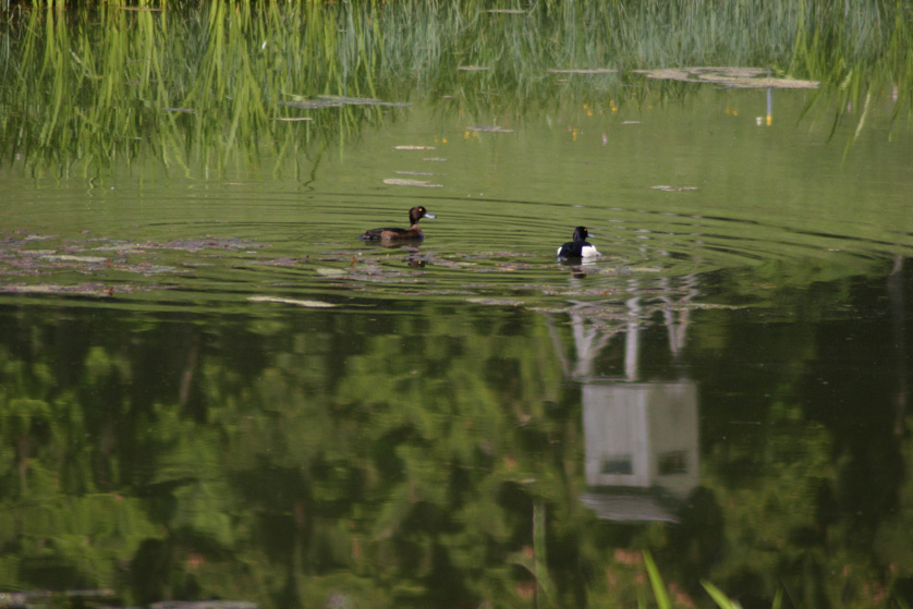 Wildenten vor Hochsitz