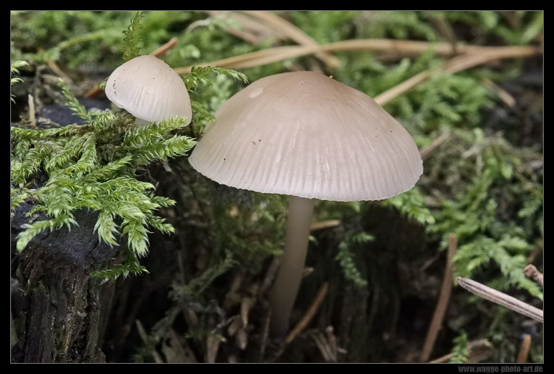vorhin im Wald ND