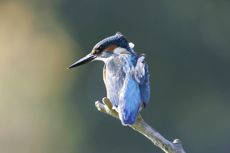 Eisvogel im Wind ND