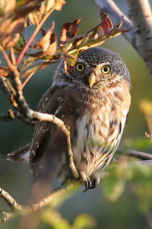 Sperlingskauz ND