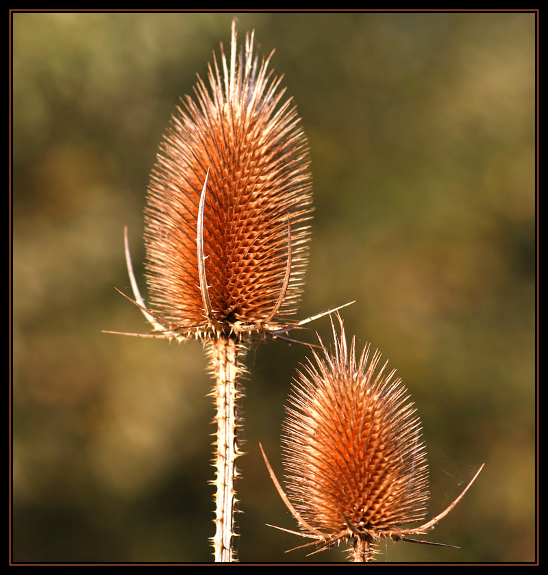 Wilde Karde (Dipsacus sylvestri) ND