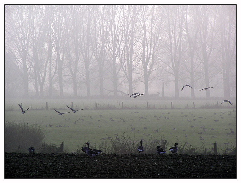 Wildgänse ND