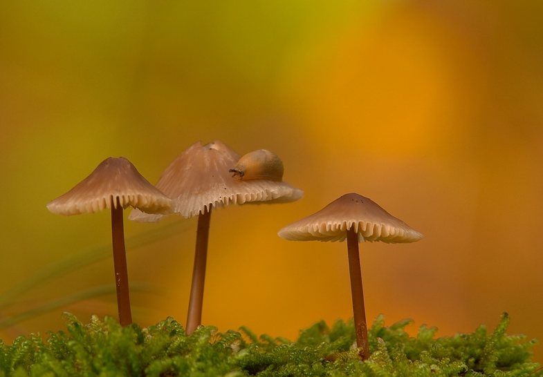 Pilze mit Schnecke - KD