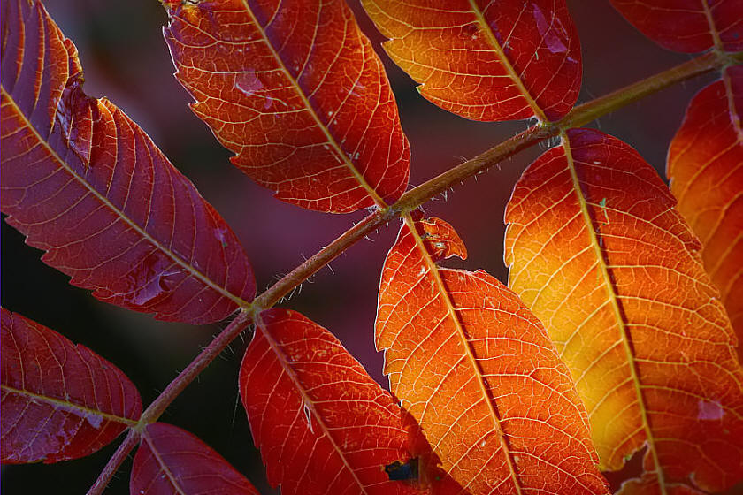 Herbstleuchten