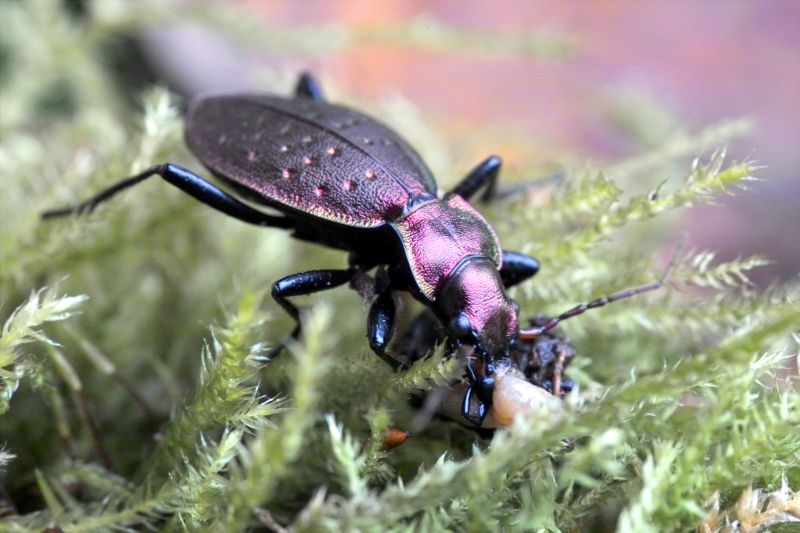 Schluchtenwald Laufkäfer (Carabus irregularis) ND