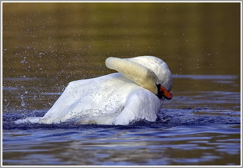 Höckerschwan (Cygnus olor)