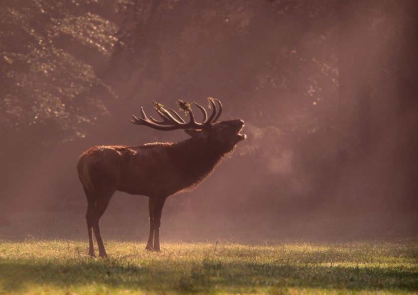 Der letzte Hirsch - ND
