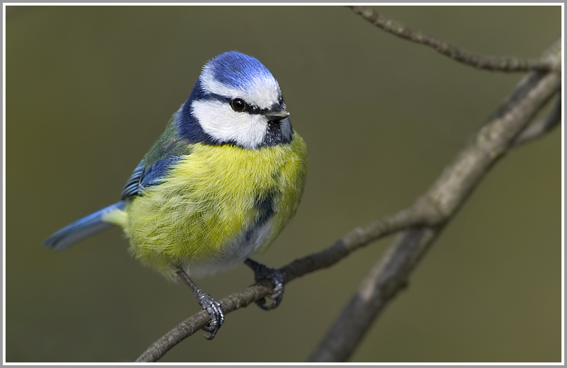 Blaumeise (Parus caeruleus)