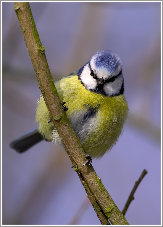 Blaumeise (Parus caeruleus)