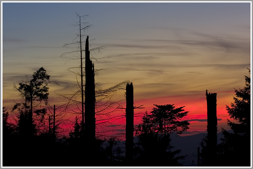 Zerstörter Wald, Mooskopf, Baden Württemberg