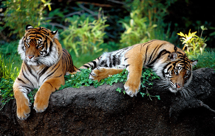 (ZO)  Sumatratiger