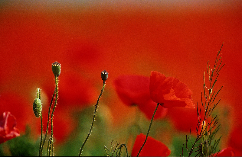 Mohn ND