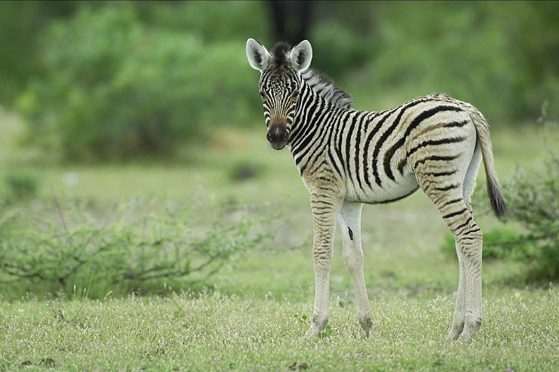 junges Zebra [ND]