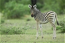 junges Zebra [ND]