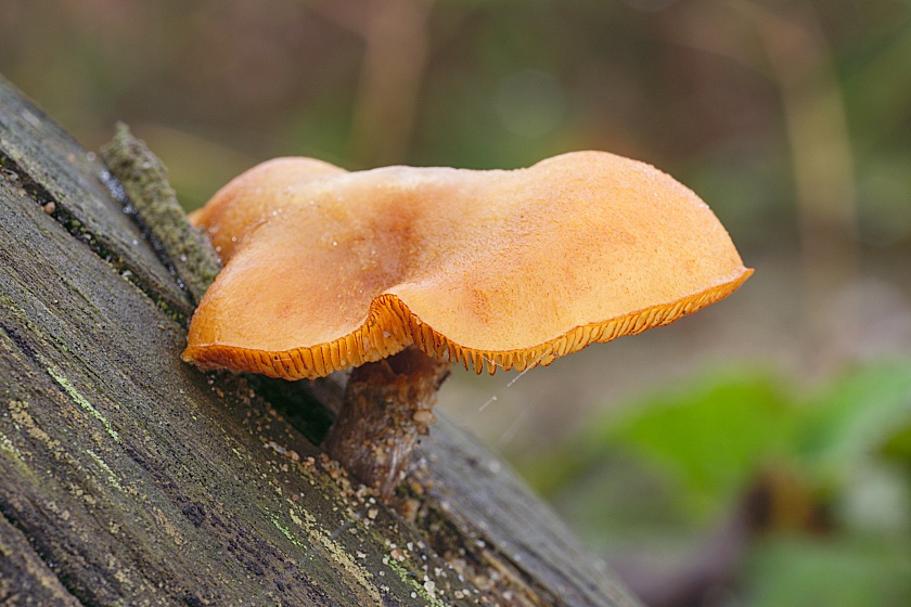 Pilz [ND]