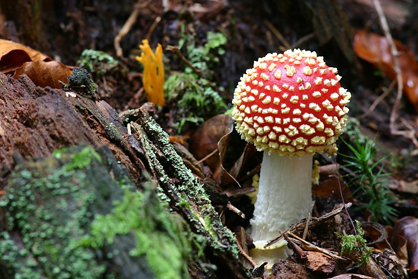 Fliegenpilz ND: