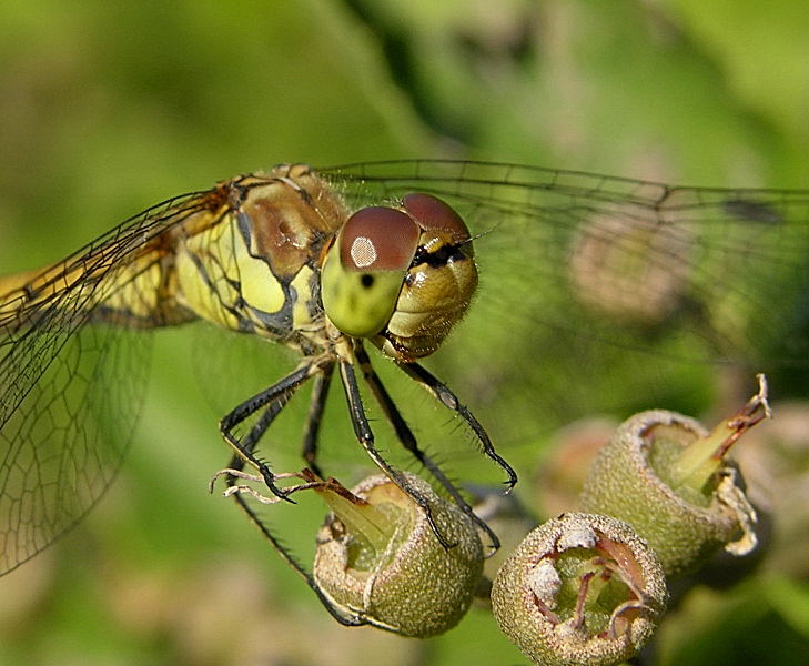 Libelle