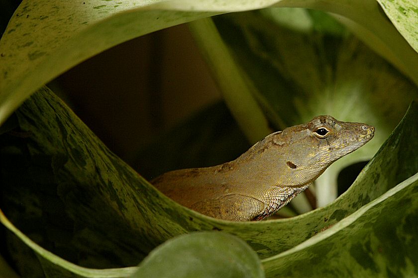 Kuscheln - EBV