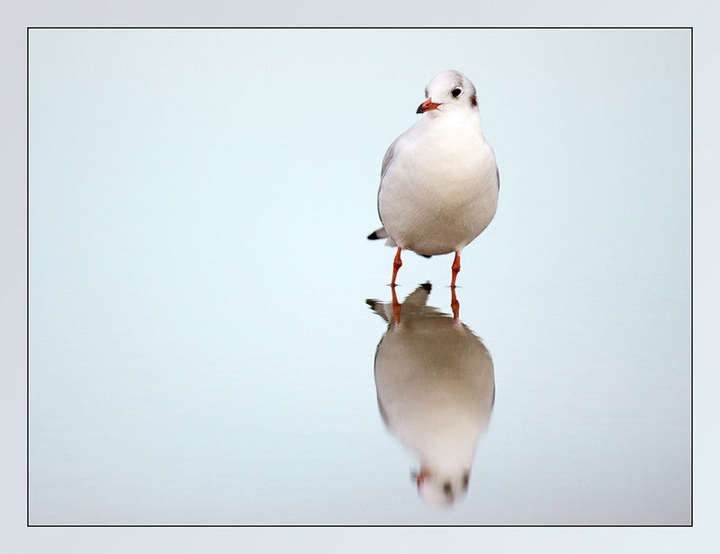 Möwe im Watt